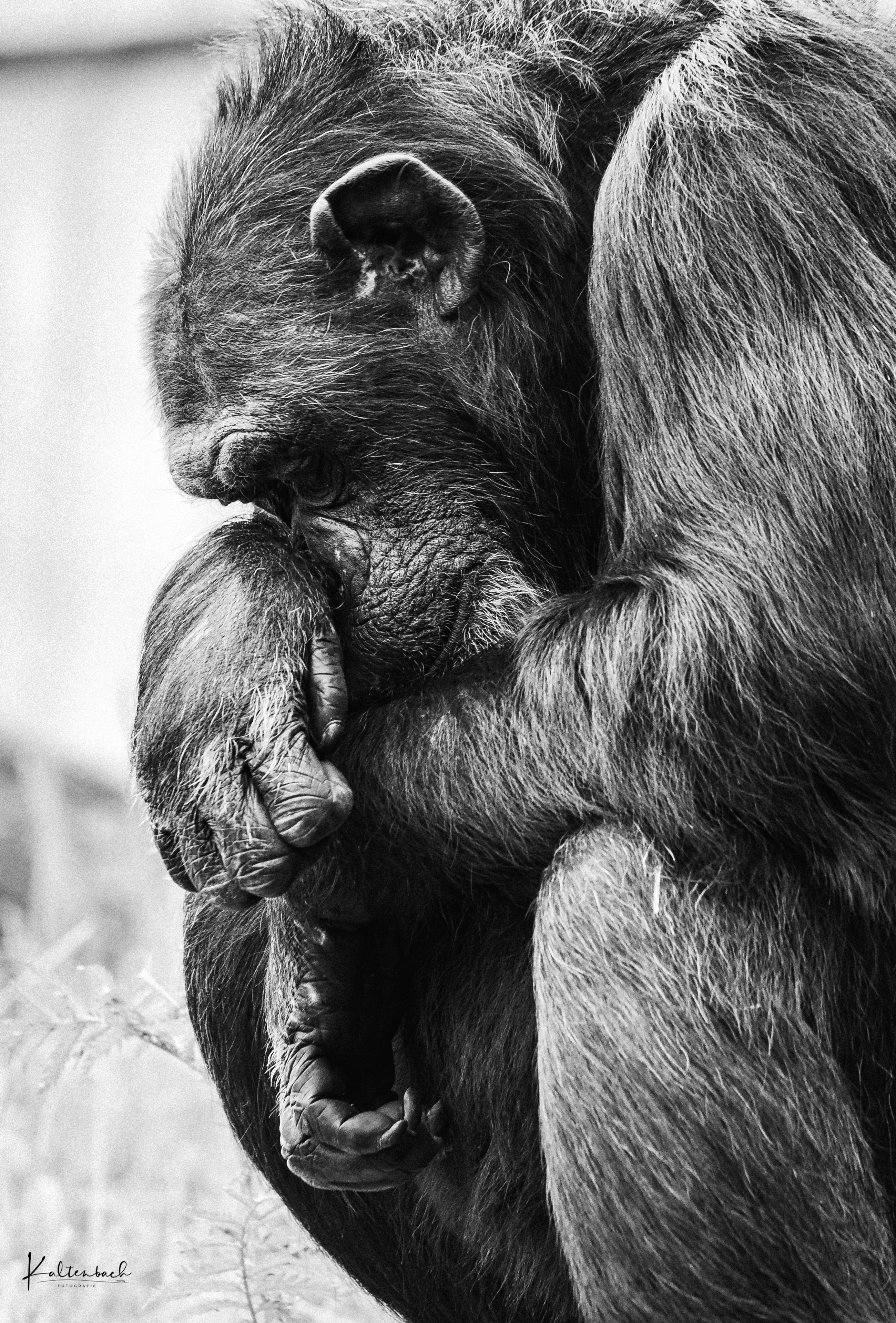 Tierfotografie